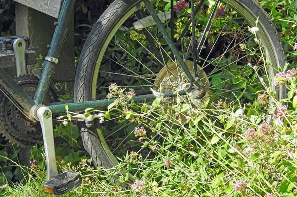 老的传播自行车轮子采用野生的花园长得很快的草地
