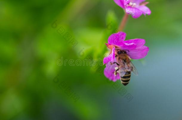 蜜蜂向一光亮的花