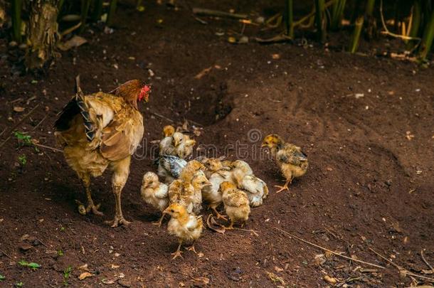 母鸡和小鸡发现食物关在上面和污迹,婴儿小鸡ens停留