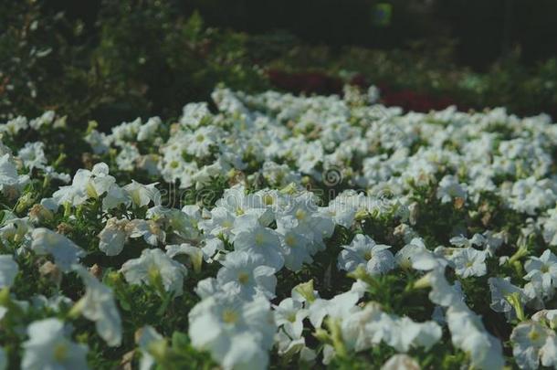 花床和多色彩的矮牵牛.富有色彩的矮牵牛花