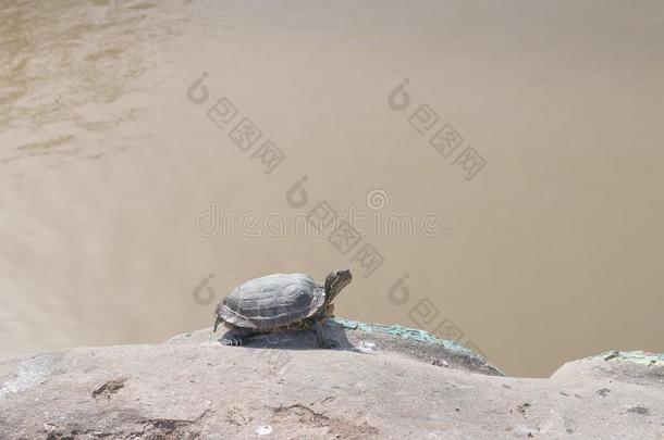 池塘龟采用它的自然的栖息地,b一sk采用g向一岩石