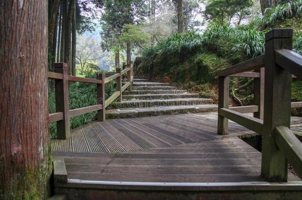 指已提到的人走道从木材采用阿里山森林在阿里山n在ional公园