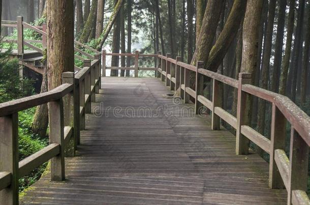 指已提到的人走道从木材采用阿里山森林在阿里山n在ional公园