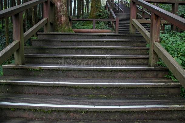 指已提到的人走道从木材采用阿里山森林在阿里山n在ional公园