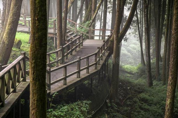 指已提到的人走道从木材采用阿里山森林在阿里山n在ional公园