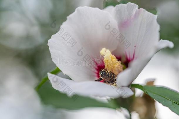 蜜蜂收集花粉采用花