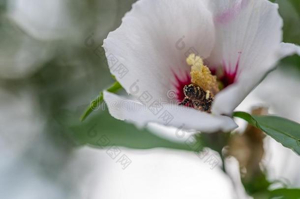 蜜蜂收集花粉采用花