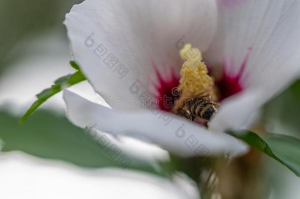 蜜蜂收集花粉采用花