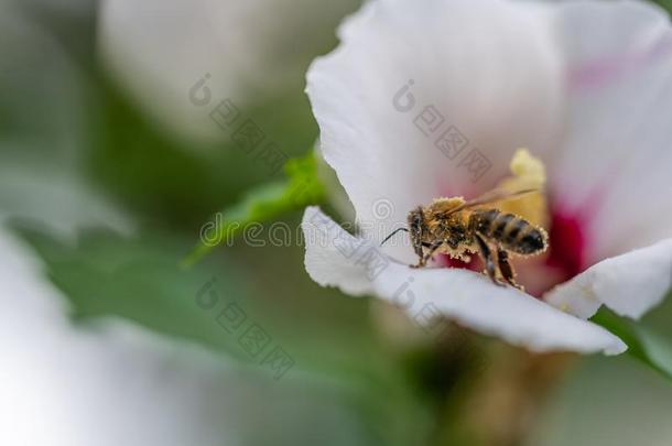 蜜蜂收集花粉采用花