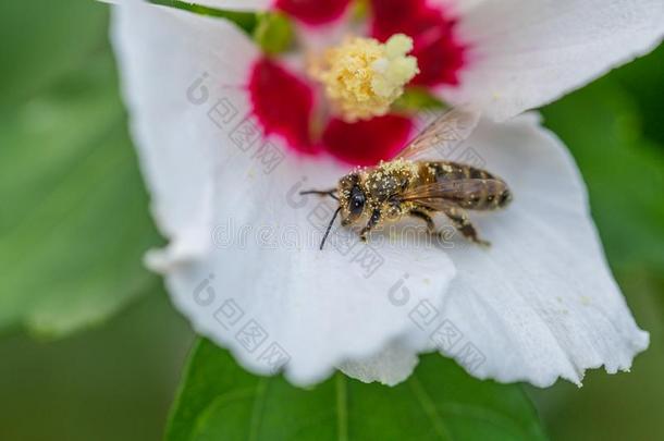 蜜蜂收集花粉采用花