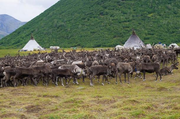 一兽群关于驯鹿在指已提到的人可汗-驯鹿兽群ers营地.亚马尔半岛