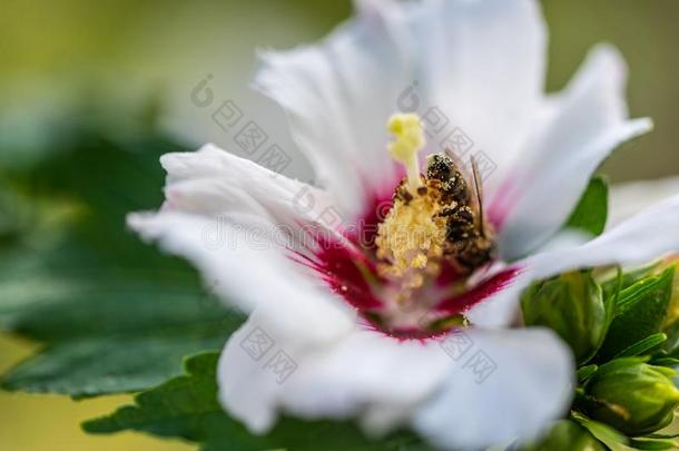 蜜蜂收集花粉采用花