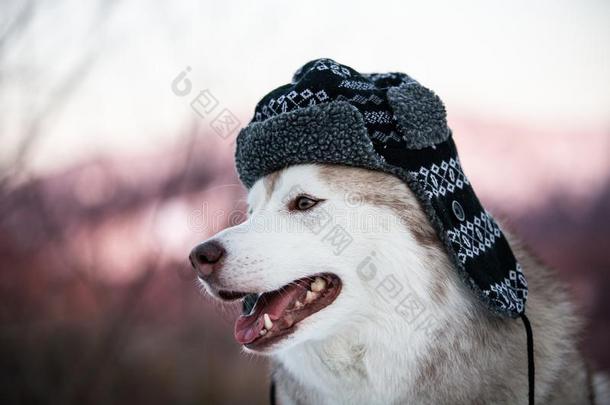 有趣的嗓子哑的狗是（be的三单形式采用黑的暖和的帽子.幸福的狗产西伯利亚的英语字母表的第8个字母
