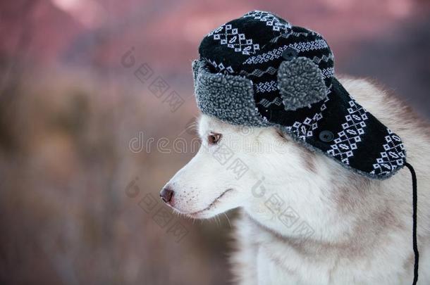 有趣的嗓子哑的狗是（be的三单形式采用黑的暖和的帽子.幸福的狗产西伯利亚的英语字母表的第8个字母