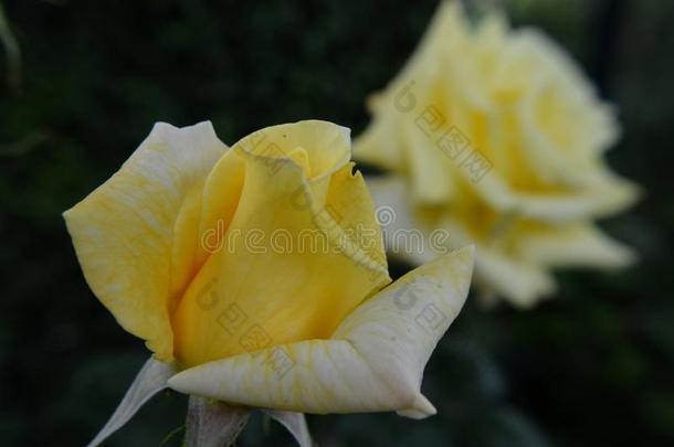 黄色的蔷薇花蕾宏指令
