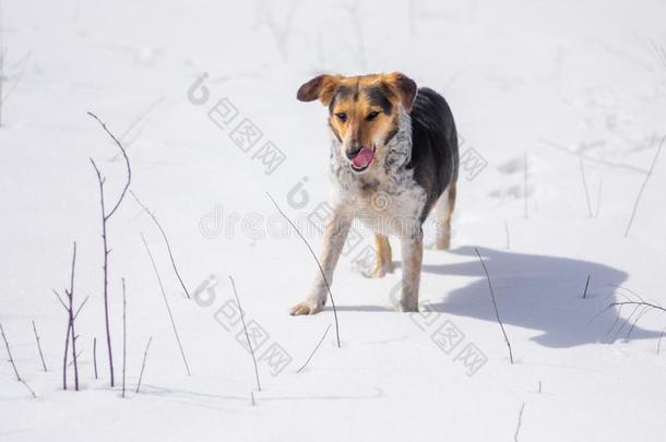 狗舔什么时候嗅觉老鼠香味在下面新鲜的雪