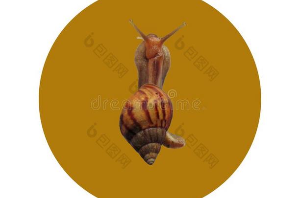 col.紫红色蜗牛,可以吃的蜗牛或食用蜗牛使隔离向白色的