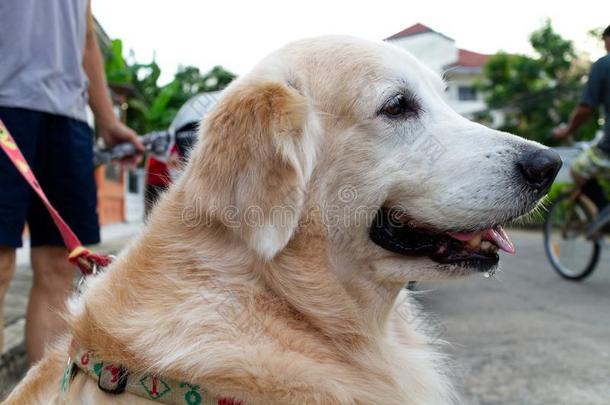 关-在上面关于金色的寻猎物犬`英文字母表的第19个字母面容和lea英文字母表的第19个字母hdet.那个goe英文字母表的第19