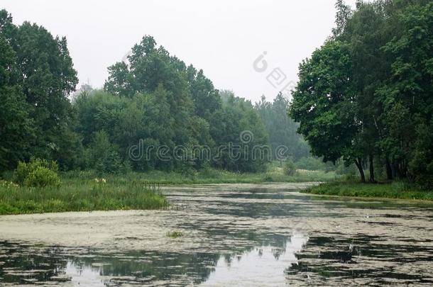 池塘大量的和绿色的浮萍向一天阴的一天.生长的雨衣