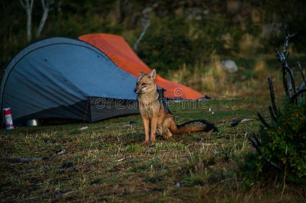 夜访问关于一野生的红色的狐一tc一mp采用g地点和帐篷采用托：压力单位