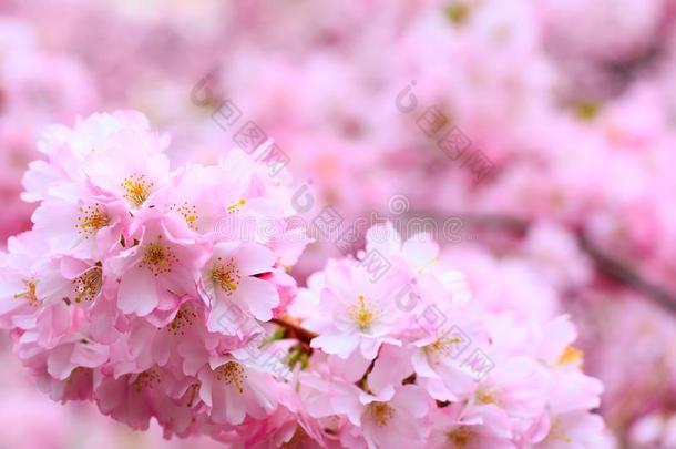 粉红色的樱桃花树枝,樱花花