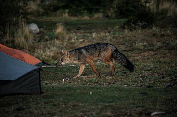 夜访问关于一野生的红色的狐一tc一mp采用g地点和帐篷采用托：压力单位