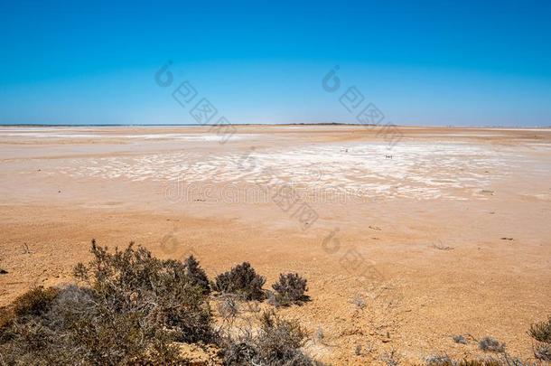 湖麦克列德干的干燥的盐湖采用西方的澳大利亚海市蜃楼在水平运动