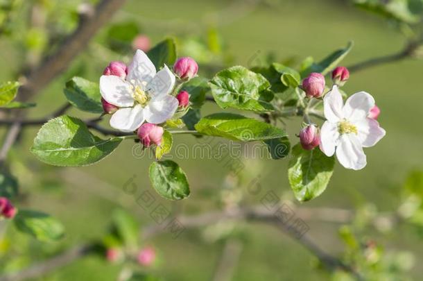 蜂蜜蜜蜂给传授花粉苹果花.指已提到的人苹果树花.ScottPolarResearcInstitute斯科特极地研究所