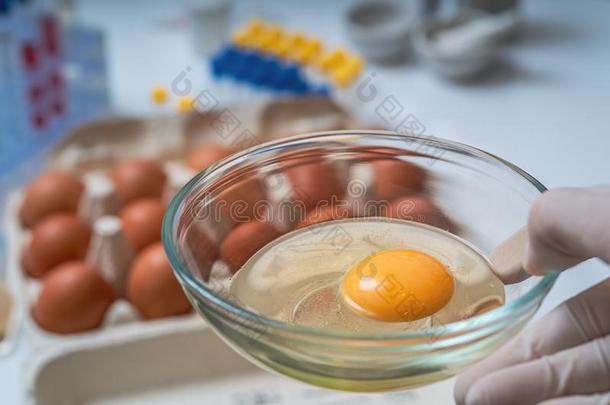 科学家保存碗和蛋黄.食物质量控制观念.