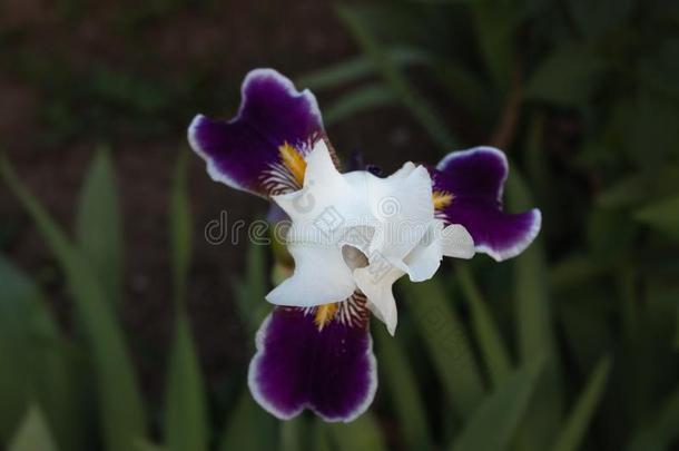 白色的虹膜花和紫色的面花瓣和黄色的纹理关