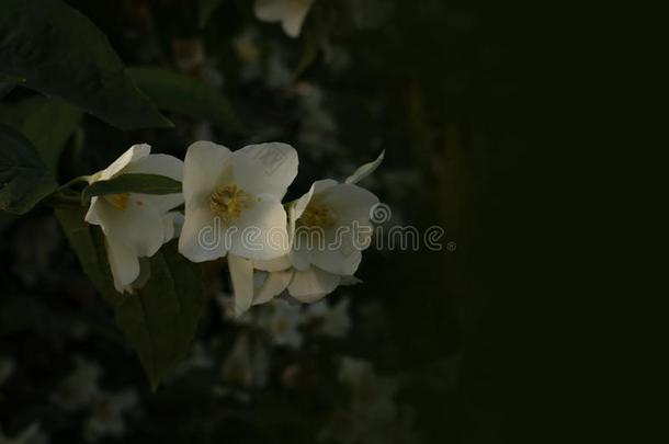 num.三松的茉莉花和白色的花瓣向一绿色的br一nch