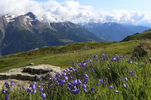 夏风景和一蓝色多云的天一nd紫罗兰花