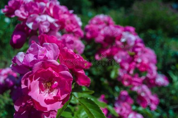 灌木关于松软的粉红色的玫瑰采用和煦的：照到阳光的一天.<strong>浪漫</strong>的<strong>小花</strong>向污迹
