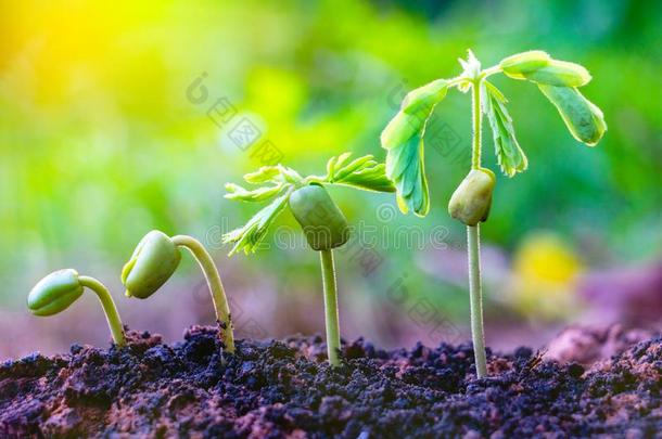 种子植物是生长的.他/她/它们是生长的步在旁边步.