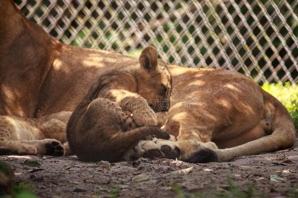 婴儿非洲的狮子幼小的兽豹属狮子护理
