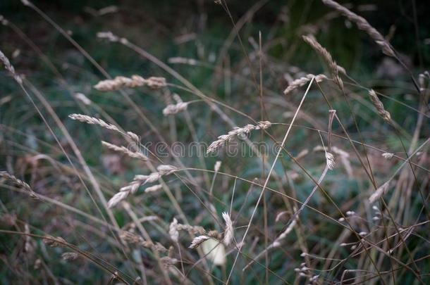 干的干燥的草小穗,乡村的乡村自然背景