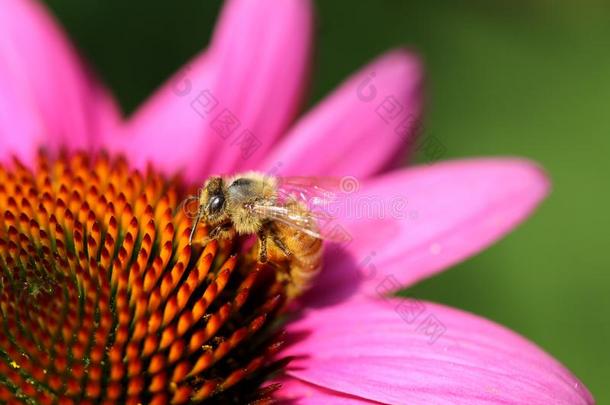 蜜蜂采用紫色的黄雏菊属植物,桔子中心,宏观摄影