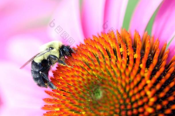大黄蜂采用紫色的黄雏菊属植物,桔子中心,宏观<strong>摄影</strong>