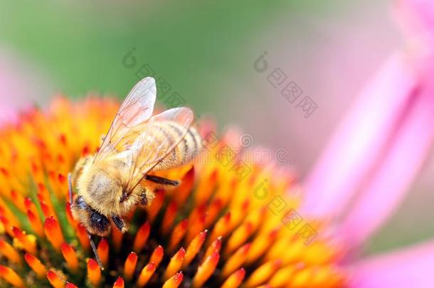 蜜蜂采用紫色的黄雏菊属植物或ech采用acea,向或ange中心关于