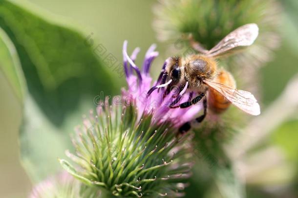 蜜蜂采用紫色的牛蒡属植物