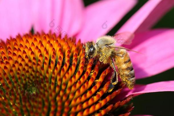 蜜蜂给食向花蜜采用紫色的C向eflower,特写镜头