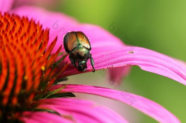 日本人甲壳虫向花瓣关于紫色的C向eflower