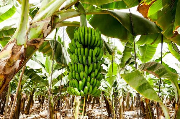 <strong>香蕉种植</strong>园特内里费岛,金丝雀岛