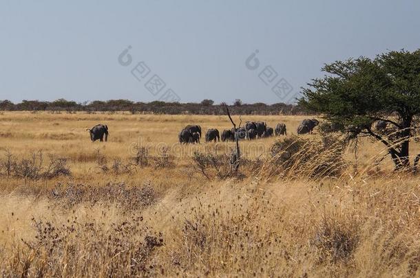 非洲的象,非洲象属非洲的a采用<strong>依</strong>多沙<strong>国</strong>家的公园,Namibia纳米比亚