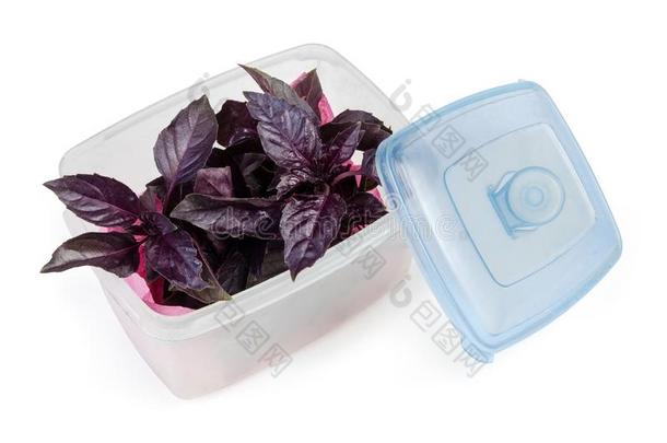 紫色的罗勒属植物采用敞开的塑料制品c向t一采用er向一白色的b一ckground