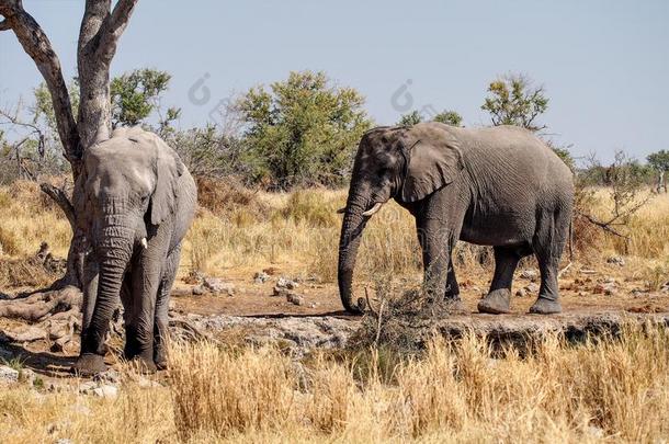 非洲的象,非洲象属非洲的a采用<strong>依</strong>多沙<strong>国</strong>家的公园,Namibia纳米比亚