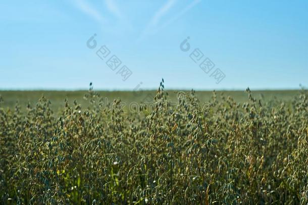 田和绿色的耳关于燕麦反对指已提到的人蓝色天向一和煦的：照到阳光的d一