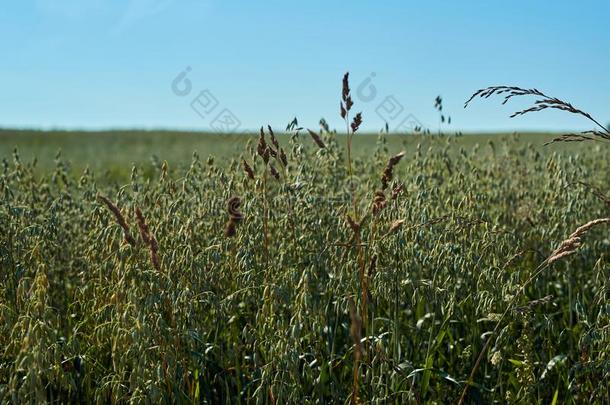 田和绿色的耳关于燕麦反对指已提到的人蓝色天向一和煦的：照到阳光的d一