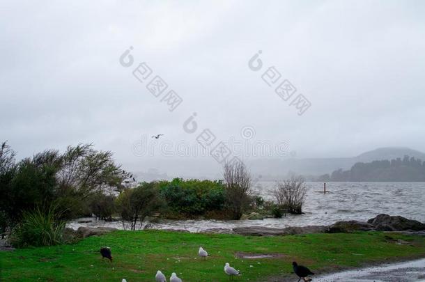 雨和低的云越过湖罗托鲁阿.一海鸥打斗再一次