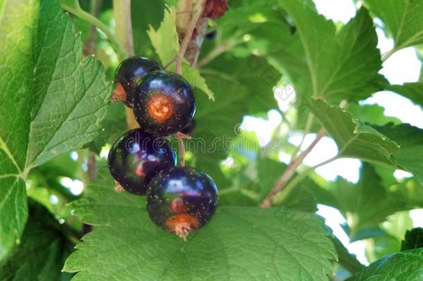 黑的小葡萄干向一灌木